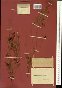 Papaver arenarium M. Bieb., Caucasus, Dagestan (K2) (Russia)