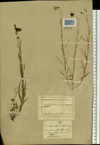 Campanula rotundifolia L., Siberia, Altai & Sayany Mountains (S2) (Russia)