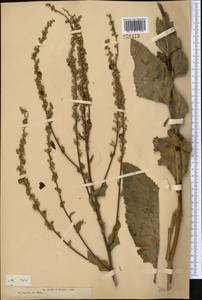 Verbascum marschallianum Ivanina & Tzvelev, Middle Asia, Dzungarian Alatau & Tarbagatai (M5) (Kazakhstan)