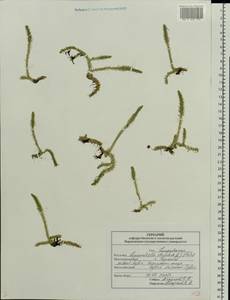 Lycopodiella inundata (L.) Holub, Eastern Europe, Central forest-and-steppe region (E6) (Russia)