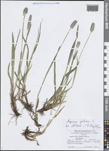 Alopecurus pratensis L., Eastern Europe, North-Western region (E2) (Russia)