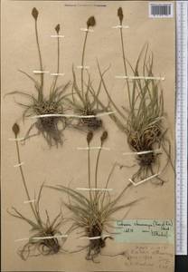 Carex kokanica (Regel) S.R.Zhang, Middle Asia, Western Tian Shan & Karatau (M3) (Uzbekistan)