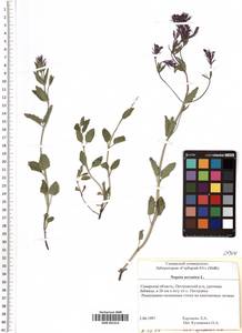 SMR001314, Nepeta ucranica L., Eastern Europe, Middle Volga region (E8) (Russia)