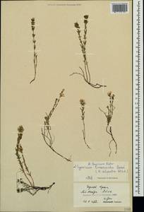 Hypericum linarioides, Crimea (KRYM) (Russia)