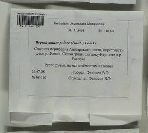 Hygrohypnella polaris (Lindb.) Ignatov & Ignatova, Bryophytes, Bryophytes - Krasnoyarsk Krai, Tyva & Khakassia (B17) (Russia)