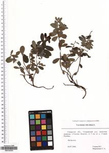 SMR001859, Vaccinium vitis-idaea L., Eastern Europe, Middle Volga region (E8) (Russia)