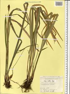 Carex pilosa Scop., Eastern Europe, North Ukrainian region (E11) (Ukraine)