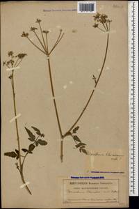 Heracleum chorodanum (Hoffm.) DC., Caucasus, North Ossetia, Ingushetia & Chechnya (K1c) (Russia)