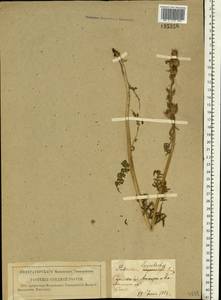 Pedicularis lasiostachys Bunge, Eastern Europe, Lower Volga region (E9) (Russia)