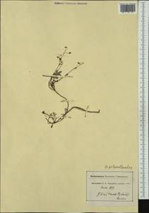 Helianthemum canum, Western Europe (EUR) (France)