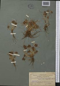 Pycreus sanguinolentus (Vahl) Nees, Middle Asia, Northern & Central Tian Shan (M4) (Kazakhstan)