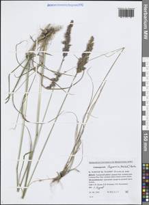 Calamagrostis lapponica (Wahlenb.) Hartm., Siberia, Western Siberia (S1) (Russia)