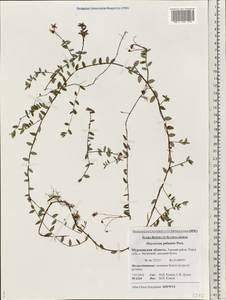 Vaccinium oxycoccos L., Eastern Europe, Northern region (E1) (Russia)