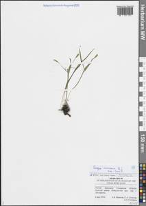 Gagea minima (L.) Ker Gawl., Eastern Europe, Middle Volga region (E8) (Russia)