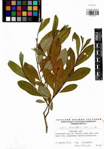Salix rhamnifolia Pall., Siberia, Baikal & Transbaikal region (S4) (Russia)