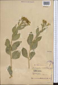 Haplophyllum latifolium Kar. & Kir., Middle Asia, Northern & Central Tian Shan (M4) (Kazakhstan)