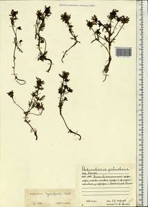 Pedicularis hyperborea Vved., Siberia, Western Siberia (S1) (Russia)