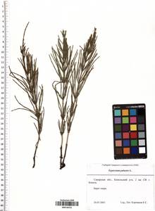 Equisetum palustre L., Eastern Europe, Middle Volga region (E8) (Russia)