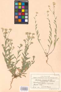 Berteroa incana (L.) DC., Eastern Europe, Moscow region (E4a) (Russia)