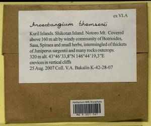 Anoectangium stracheyanum Mitt., Bryophytes, Bryophytes - Russian Far East (excl. Chukotka & Kamchatka) (B20) (Russia)