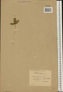 Lysimachia europaea (L.) U. Manns & Anderb., Eastern Europe, Belarus (E3a) (Belarus)