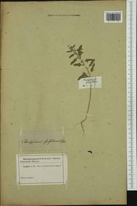 Chenopodium ficifolium Sm., Western Europe (EUR) (Not classified)