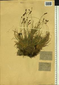 Carex sabynensis Less. ex Kunth, Siberia, Altai & Sayany Mountains (S2) (Russia)