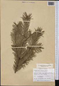 Pseudotsuga menziesii (Mirb.) Franco, America (AMER) (United States)