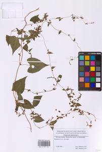 Fallopia dumetorum (L.) Holub, Eastern Europe, Moscow region (E4a) (Russia)