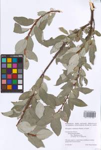 Elaeagnus commutata Bernh. ex Rydb., Eastern Europe, Western region (E3) (Russia)