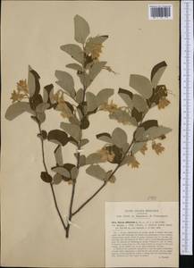 Styrax officinalis L., Western Europe (EUR) (Italy)