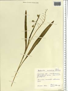 Bellevalia speciosa Woronow ex Grossh., Eastern Europe, North Ukrainian region (E11) (Ukraine)