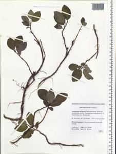 Salix fuscescens Andersson, Siberia, Russian Far East (S6) (Russia)