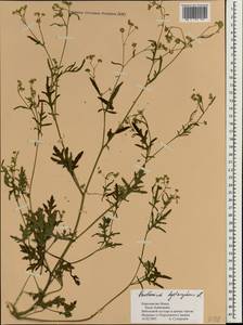 Parthenium hysterophorus L., South Asia, South Asia (Asia outside ex-Soviet states and Mongolia) (ASIA) (Nepal)