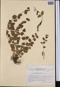 Lysimachia nemorum L., Western Europe (EUR) (Poland)