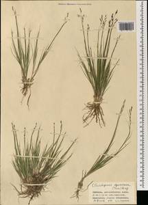 Cleistogenes squarrosa (Trin.) Keng, Mongolia (MONG) (Mongolia)