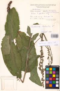 MHA 0 158 893, Verbascum chaixii Vill., Eastern Europe, Moldova (E13a) (Moldova)