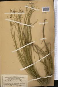 Chondrilla leiosperma Kar. & Kir., Middle Asia, Western Tian Shan & Karatau (M3) (Kazakhstan)