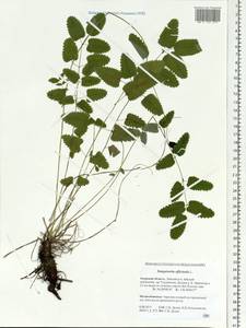 Sanguisorba officinalis L., Siberia, Russian Far East (S6) (Russia)