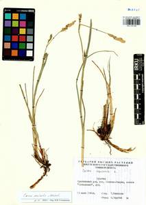 Carex vesicata Meinsh., Siberia, Baikal & Transbaikal region (S4) (Russia)