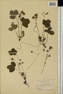 Fragaria viridis Duchesne, Eastern Europe, Central forest-and-steppe region (E6) (Russia)