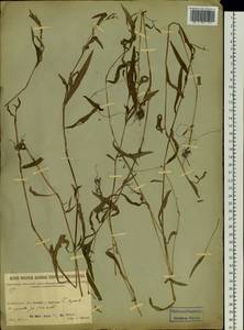 Polygonum, Siberia, Baikal & Transbaikal region (S4) (Russia)