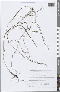 Sparganium hyperboreum Laest. ex Beurl., Siberia, Chukotka & Kamchatka (S7) (Russia)