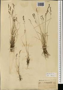 Poa attenuata Trin., Mongolia (MONG) (Mongolia)