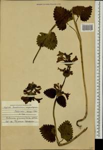 Betonica macrantha K.Koch, Caucasus, Azerbaijan (K6) (Azerbaijan)