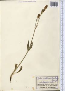 Silene obtusidentata B. Fedtsch. & M. Pop., Middle Asia, Pamir & Pamiro-Alai (M2) (Tajikistan)