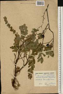 Vaccinium uliginosum L., Eastern Europe, Moscow region (E4a) (Russia)