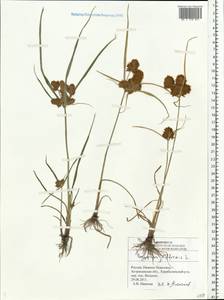 Cyperus difformis L., Eastern Europe, Lower Volga region (E9) (Russia)