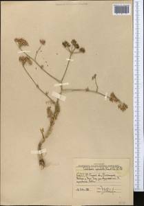 Oedibasis apiculata (Kar. & Kir.) Koso-Pol., Middle Asia, Western Tian Shan & Karatau (M3) (Uzbekistan)