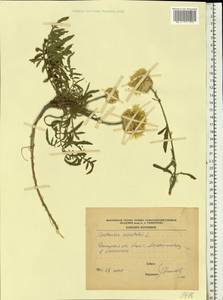 Centaurea orientalis L., Eastern Europe, South Ukrainian region (E12) (Ukraine)